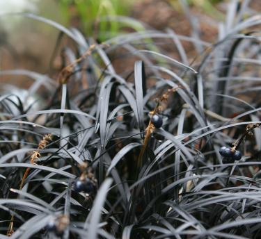 A close up of the black strands of grass